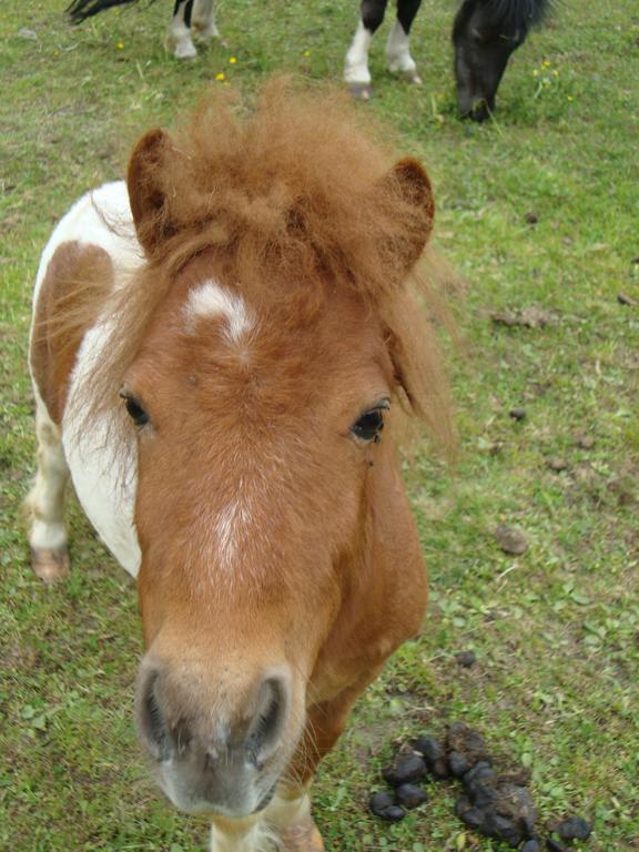 Winnewieser Vandoies Zewnętrze zdjęcie