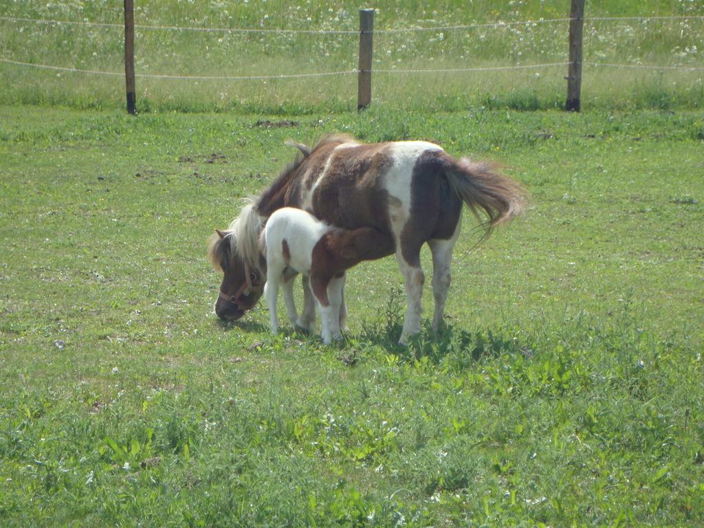 Winnewieser Vandoies Zewnętrze zdjęcie