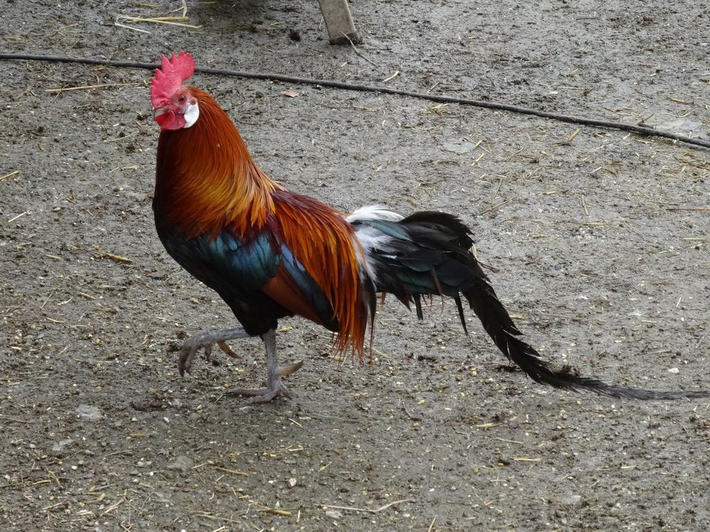Winnewieser Vandoies Zewnętrze zdjęcie